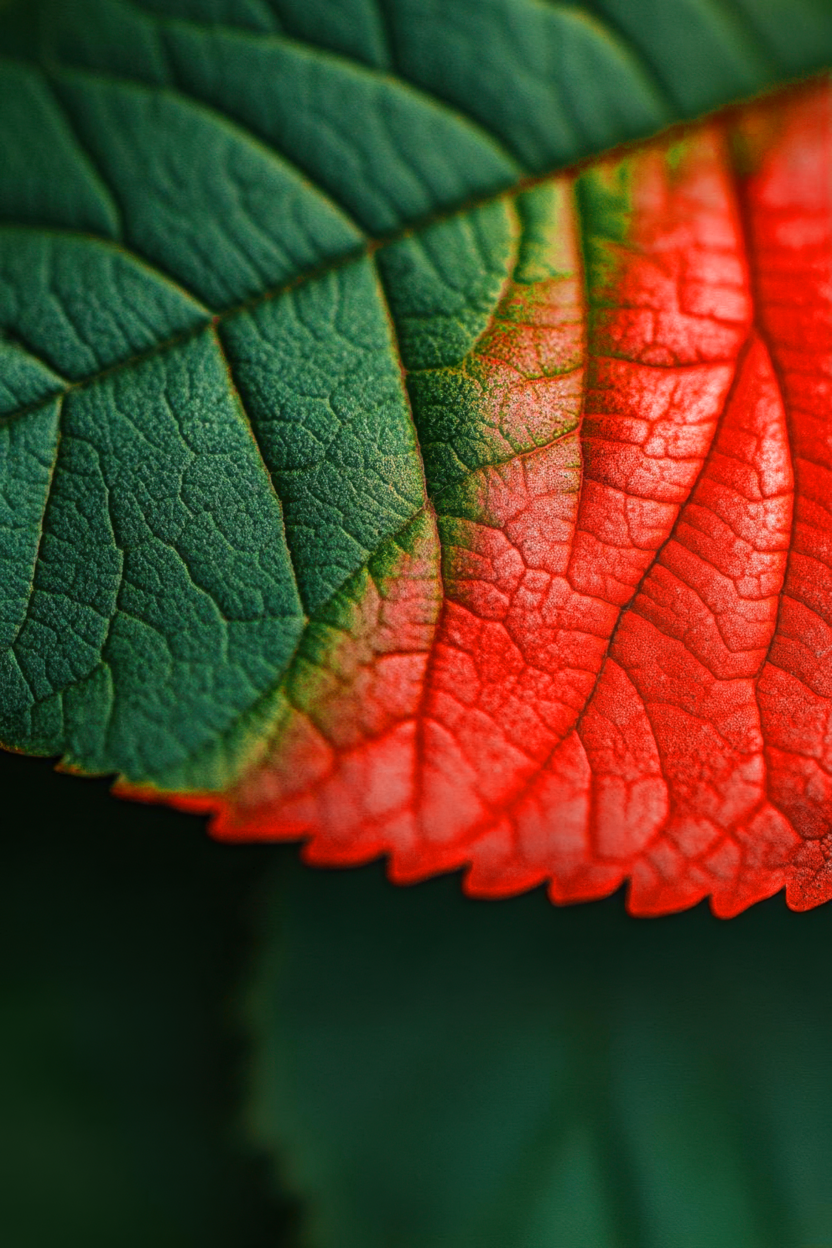 Corporate Social Responsibility (CSR)